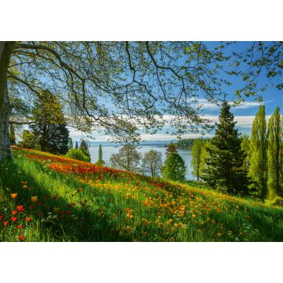 Schmidt Spiele Frühlingsallee zur Tulpenblüte - Insel Mainau 1000 Teile Puzzle Schmidt-Spiele-58967