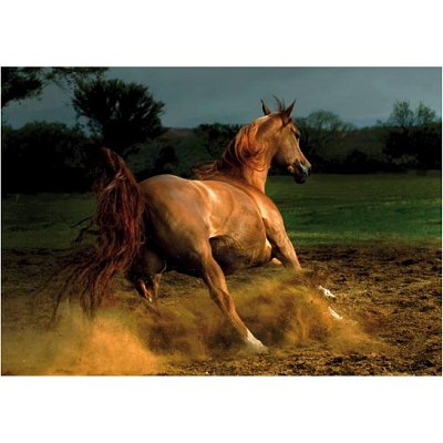 DToys Galoppierendes Pferd 1000 Teile Puzzle DToys-70388