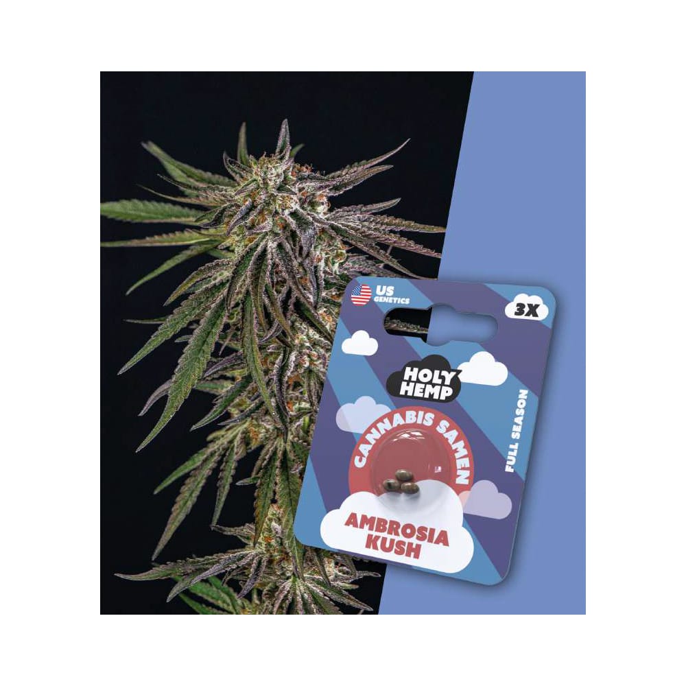 Holy Hemp Ambrosia Kush Cannabis Samen Full Season