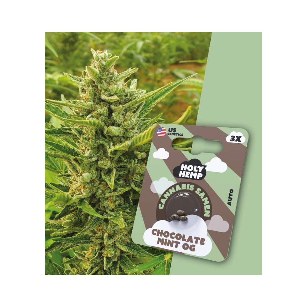 Holy Hemp Chocolate Mint OG Cannabis Samen Auto Flowering
