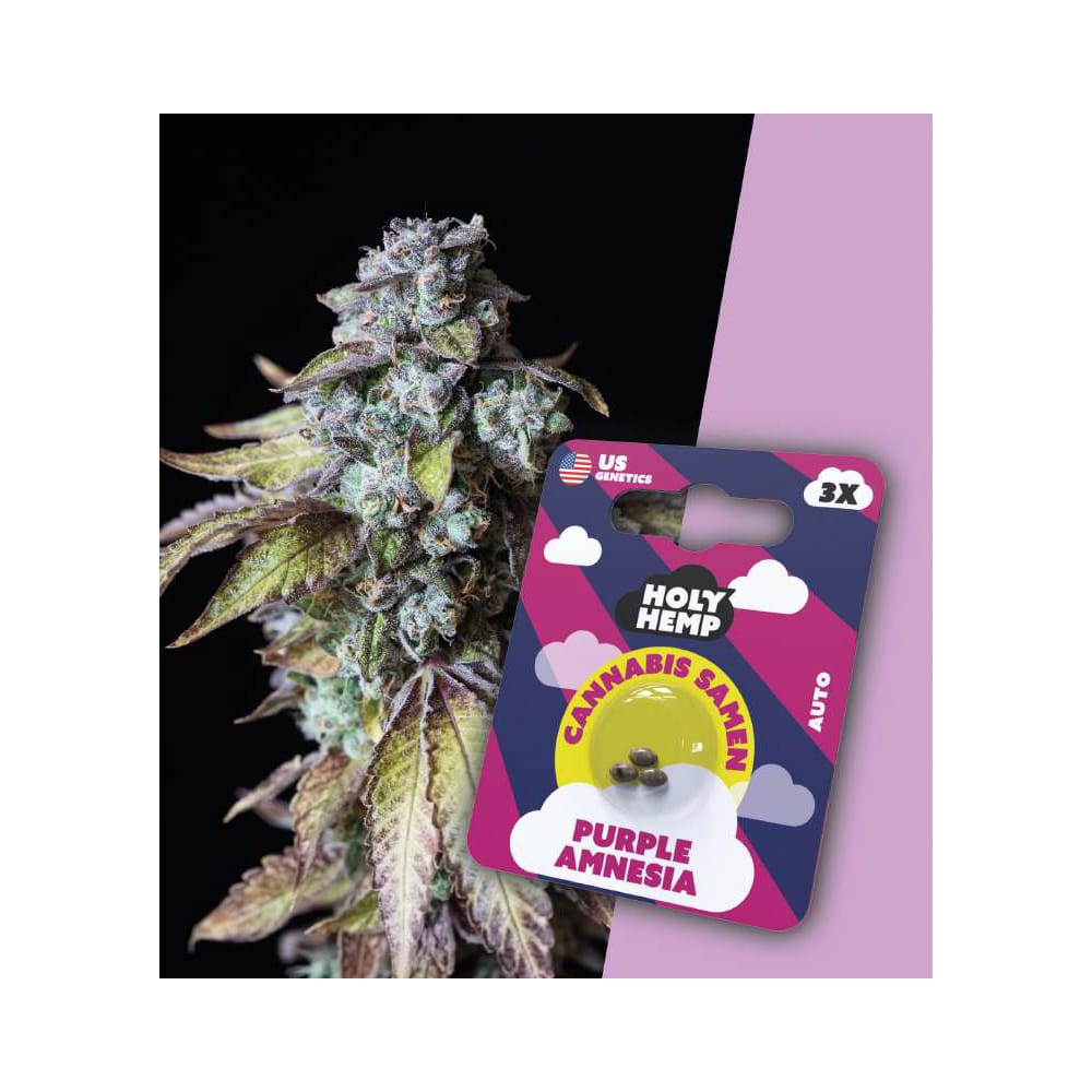 Holy Hemp Purple Amnesia Cannabis Samen Auto Flowering