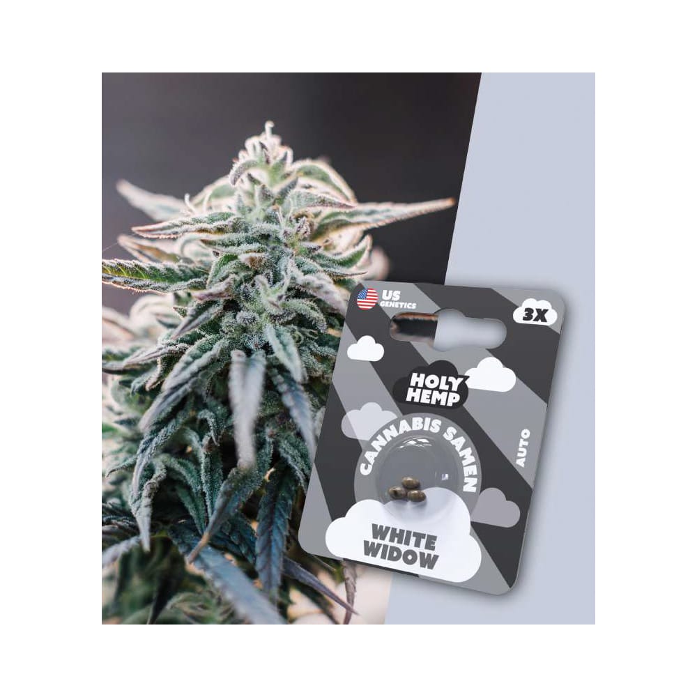 Holy Hemp White Widow Cannabis Samen Auto Flowering