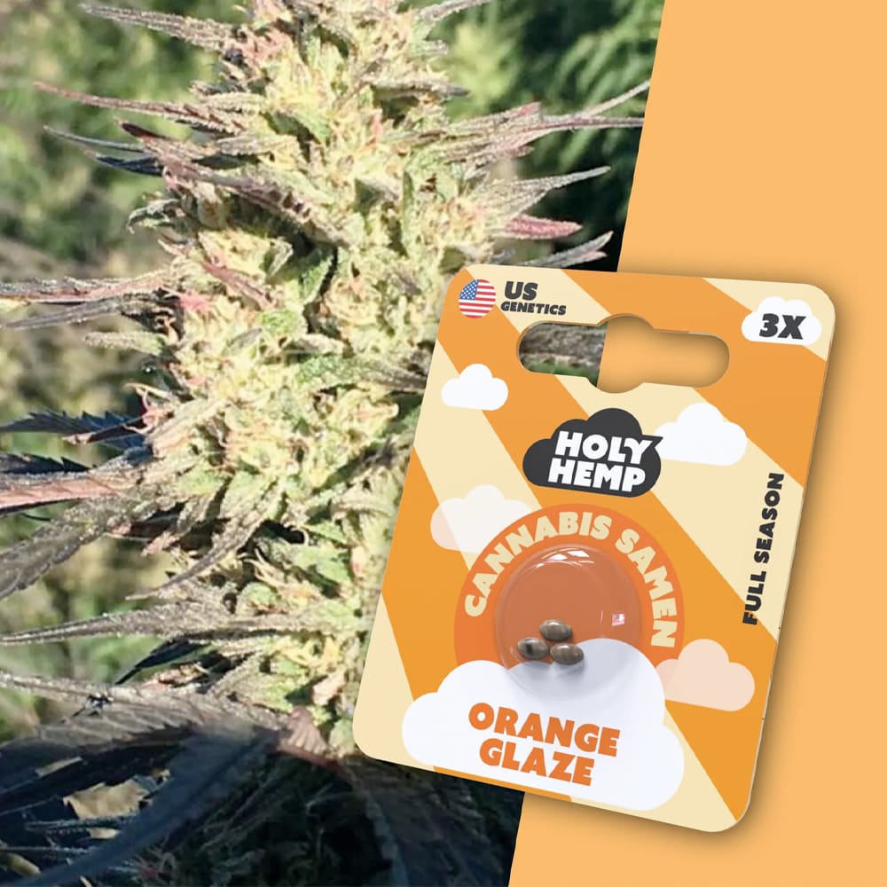 Holy Hemp Orange Glaze Cannabis Samen mit THC und CBD Full Season