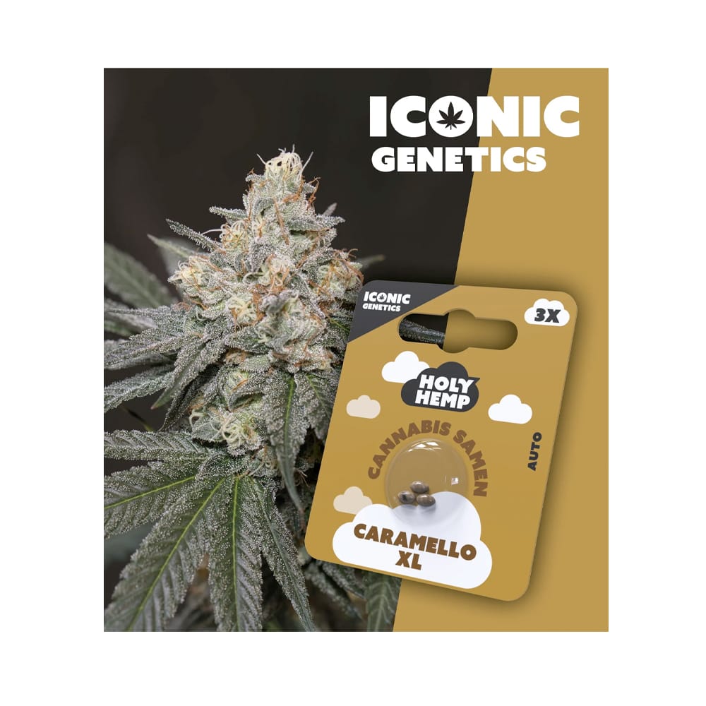 Holy Hemp Caramello XL Cannabis Samen Autoflowering