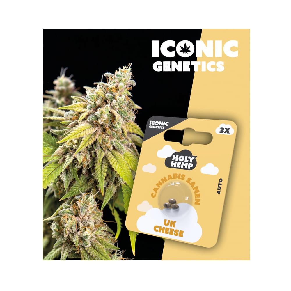 Holy Hemp UK Cheese Cannabis Samen Auto Flowering