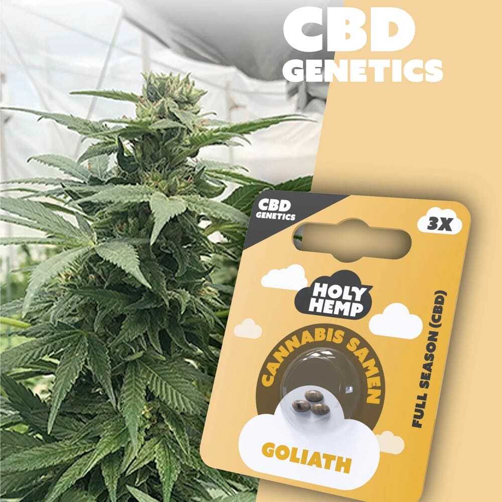 Holy Hemp Goliath CBD Samen ohne THC Full Season