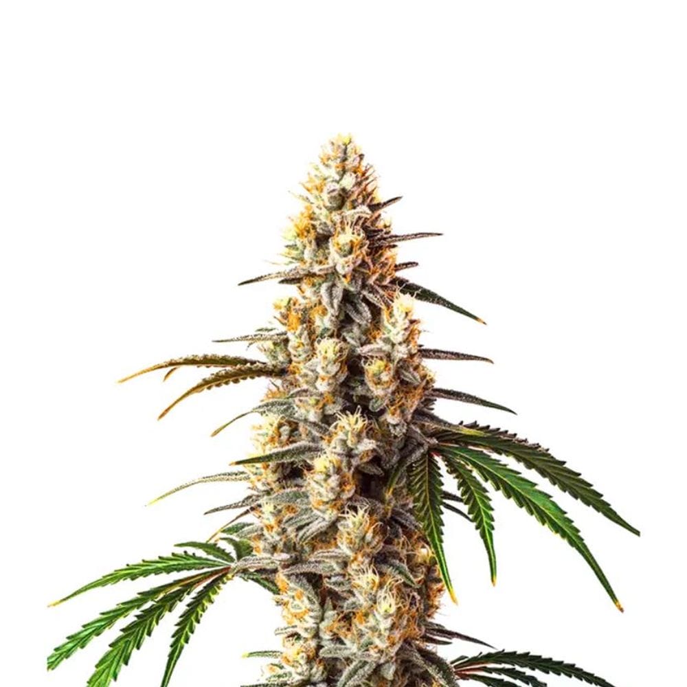 Barneys Farm Critical Kush Cannabis Samen Full Season