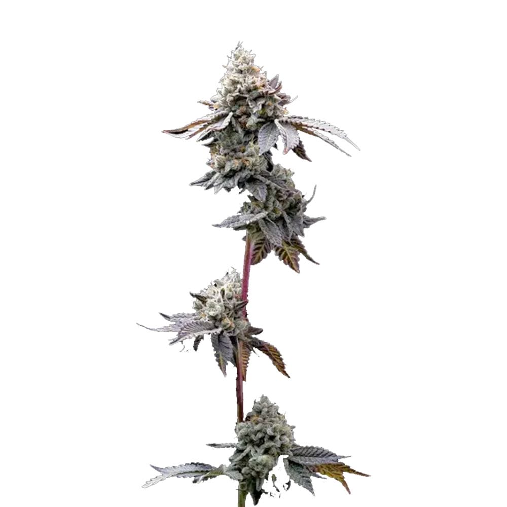 Barneys Farm GMO Cookies Cannabis Samen Full Season