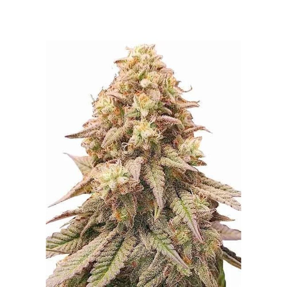Barneys Farm Gorilla Zkittlez Cannabis Samen Full Season