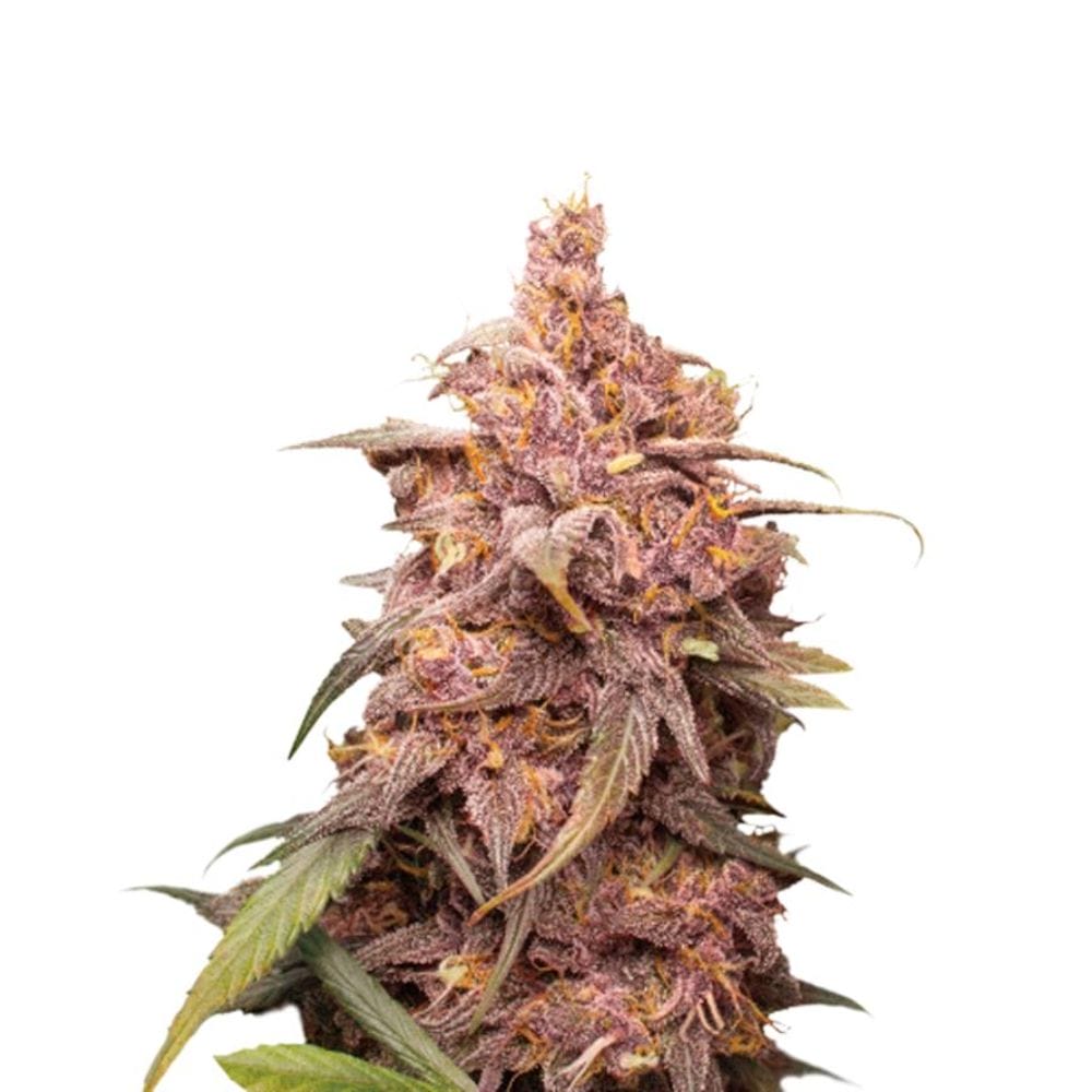 Barneys Farm Purple Punch Cannabis Samen Auto Flowering