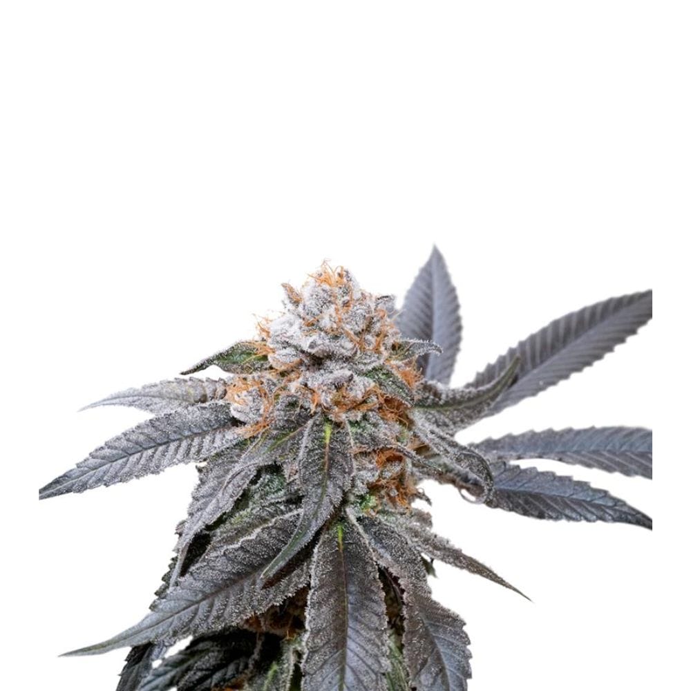 Dutch Passion Blue Zushi Cannabis Samen