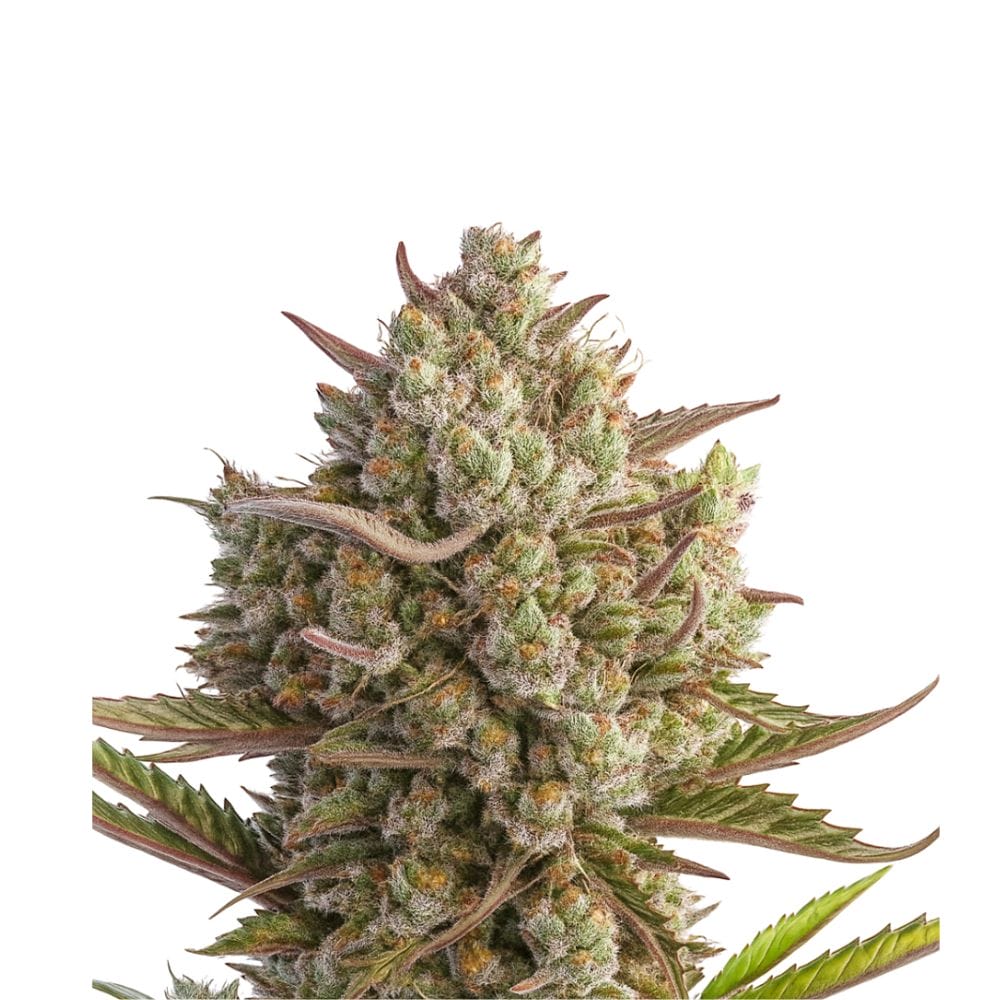 Dutch Passion Blueberry Cannabis Samen Auto Flowering