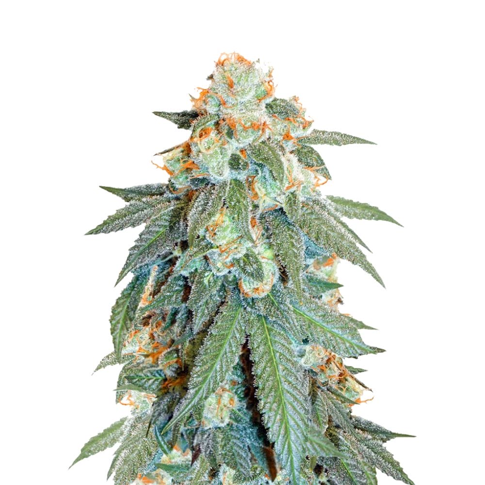 Dutch Passion Orange Bud Cannabis Samen Auto Flowering