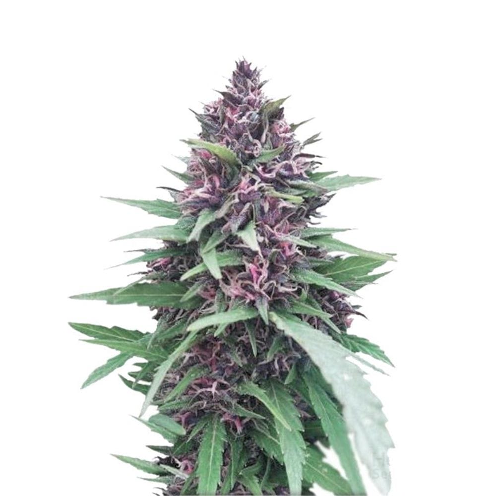 Dutch Passion Shaman Cannabis Samen