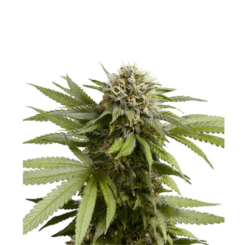 Royal Queen Seeds Apple Fritter Cannabis Samen Auto Flowering