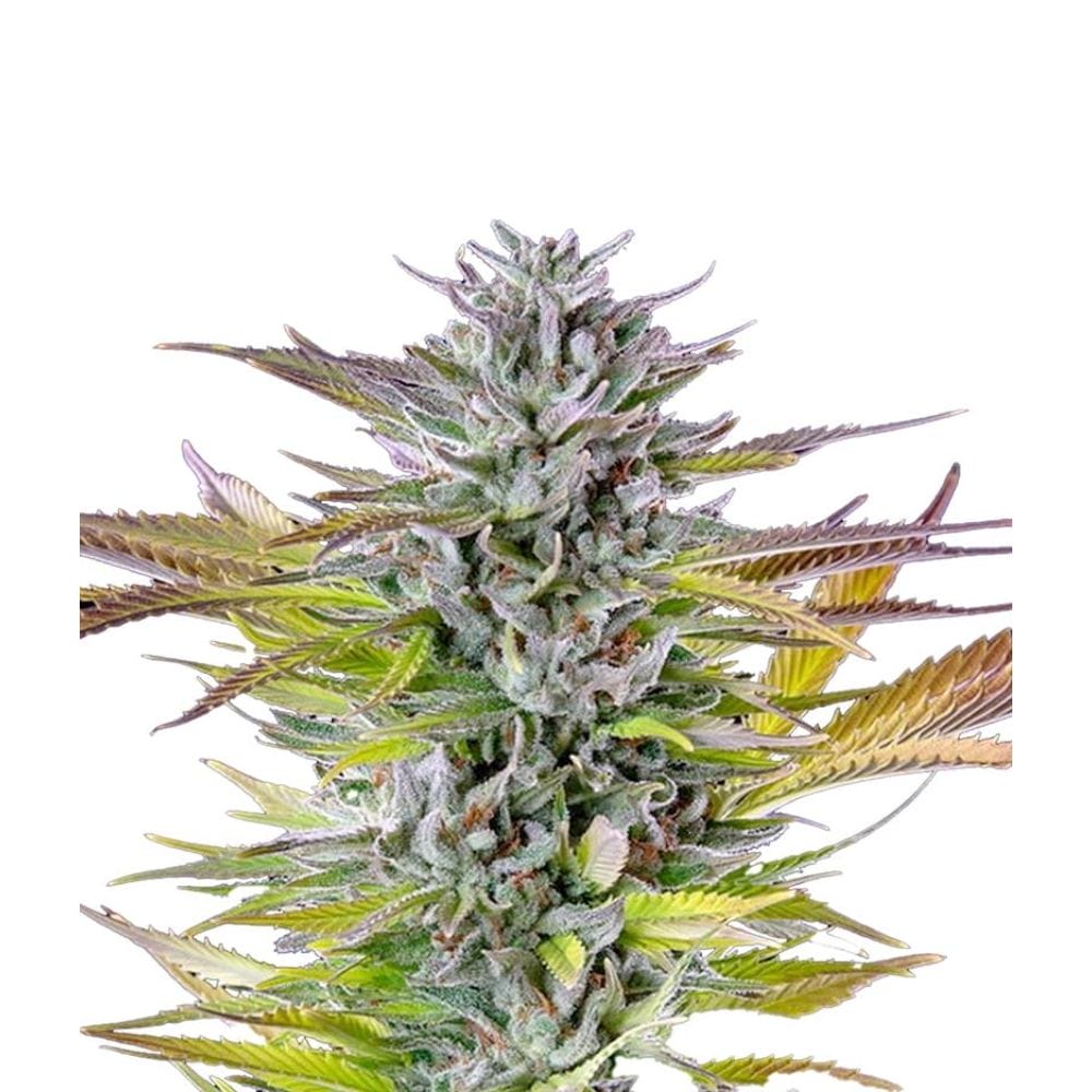 Royal Queen Seeds Watermelon Cannabis Samen Full Season