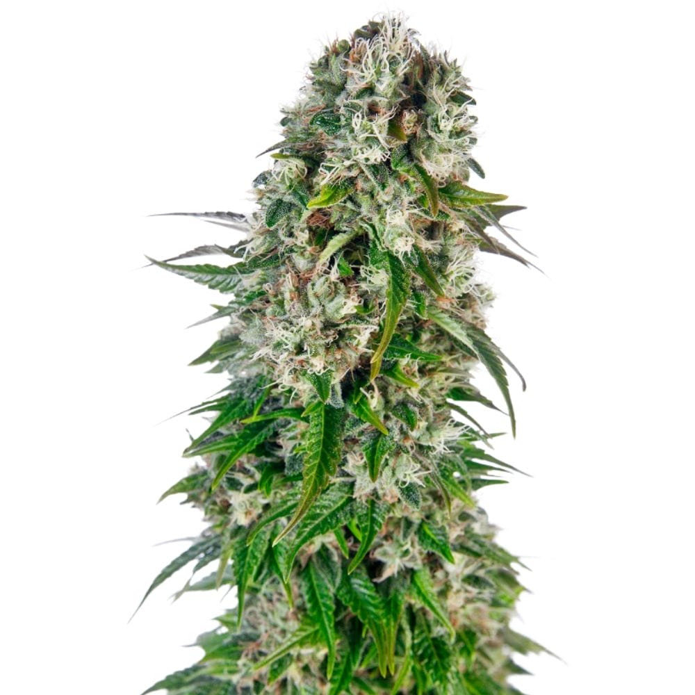 Sensi Seeds Big Bud Cannabis Samen Auto Flowering