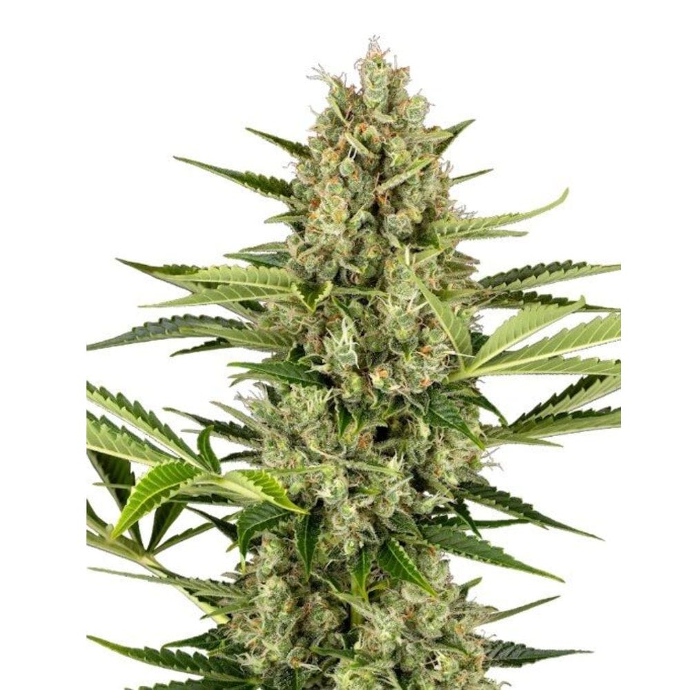 Sensi Seeds Jack Herer Cannabis Samen Auto Flowering