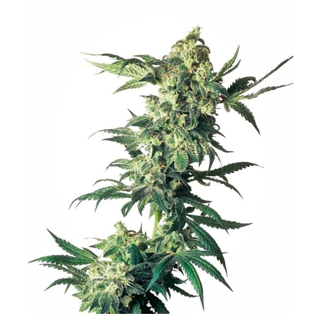 Sensi Seeds Northern Lights Cannabis Samen Full Season