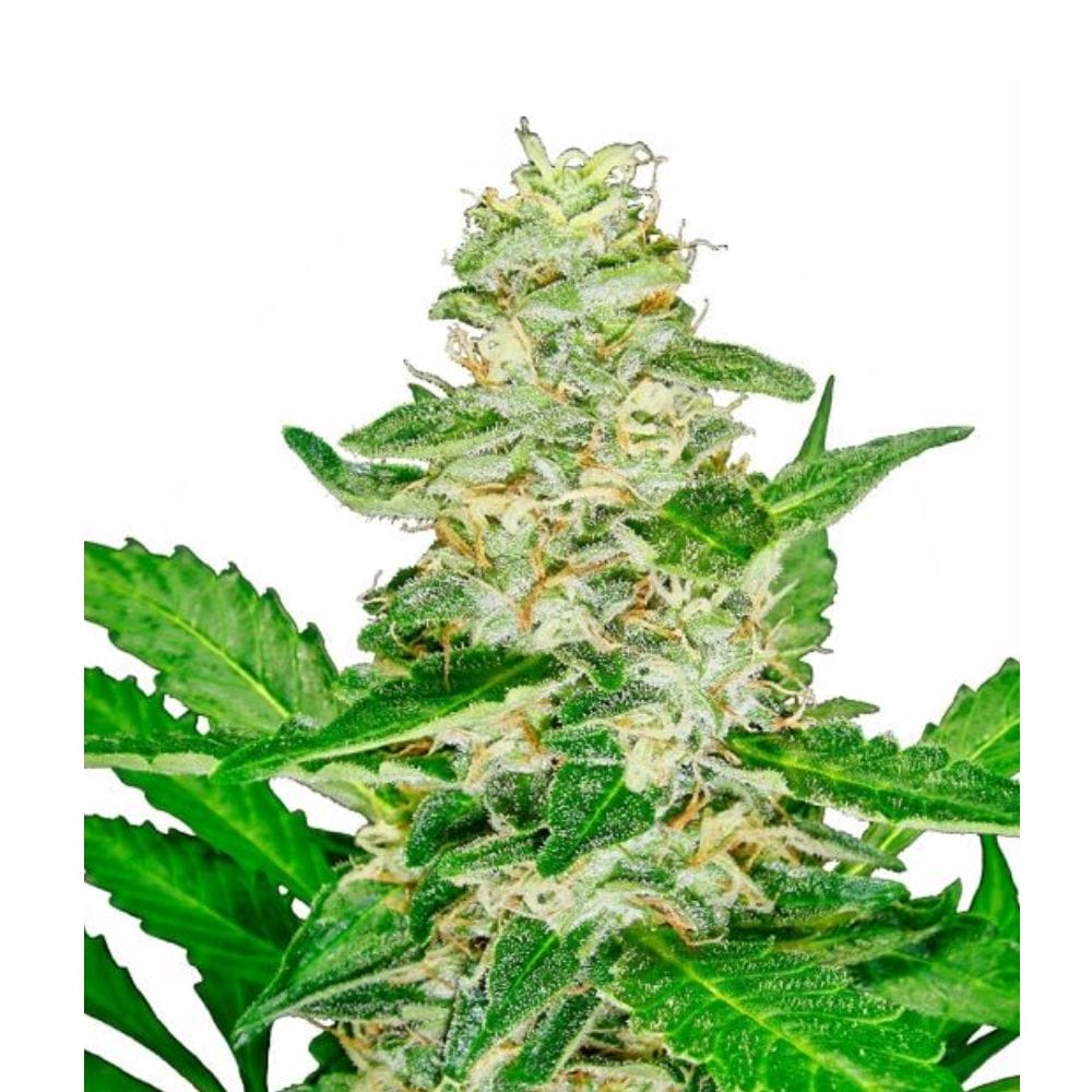 Sensi Seeds Super Skunk Cannabis Samen Auto Flowering