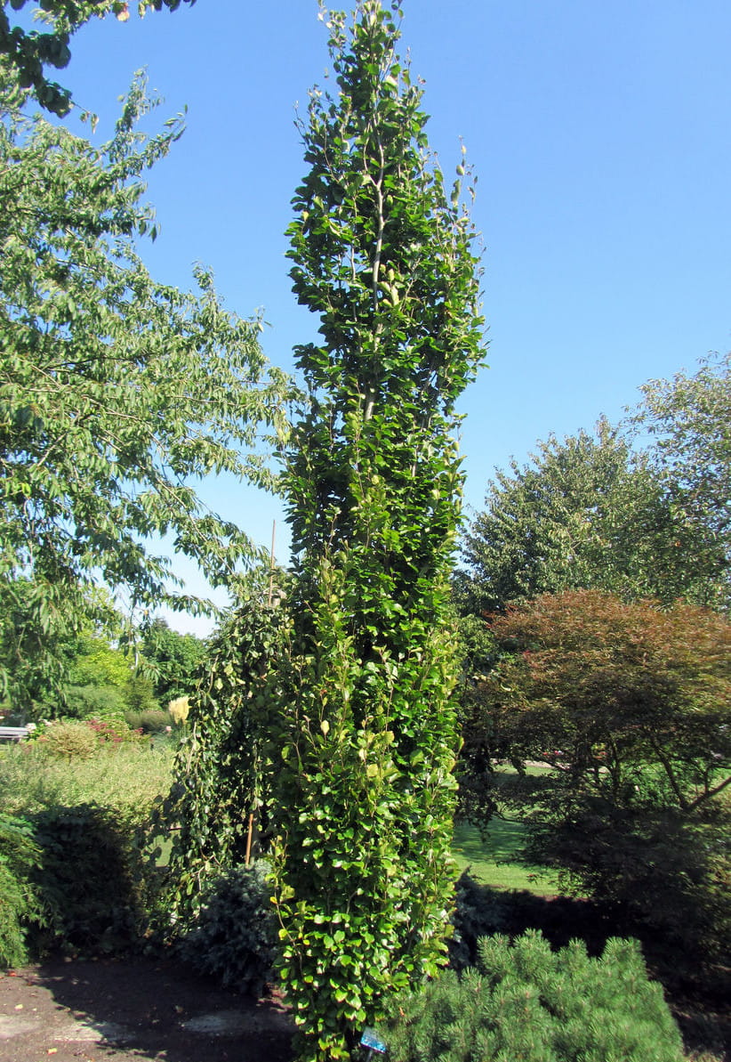 Säulen-Goldbuche 'Dawyck Gold' • Fagus sylvatica 'Dawyck Gold'