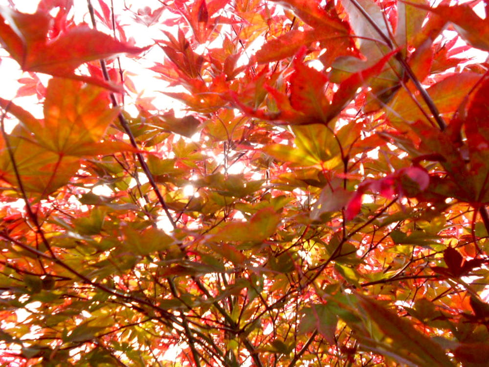 Roter Fächerahorn 'Bloodgood' • Acer palmatum 'Bloodgood'