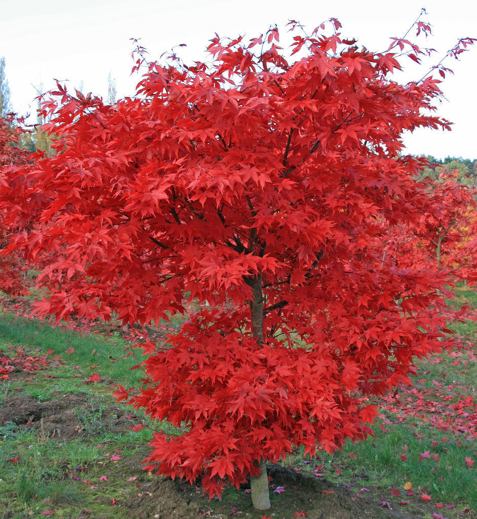 Fächerahorn 'Osakazuki' • Acer palmatum 'Osakazuki'