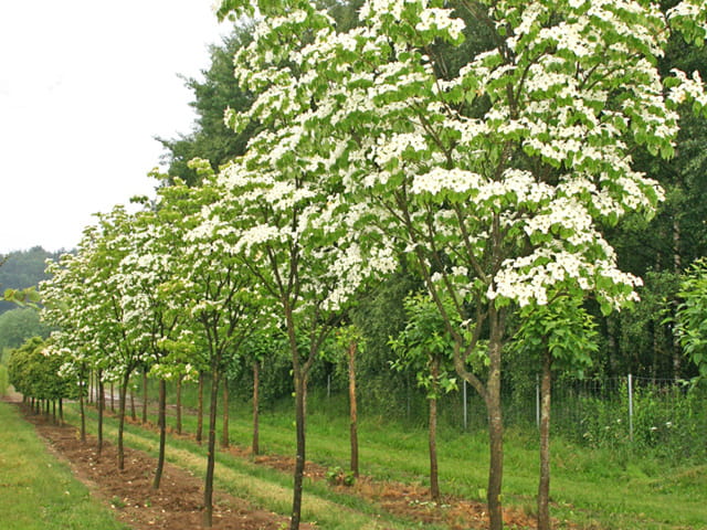 Japanischer Blumen-Hartriegel • Cornus kousa
