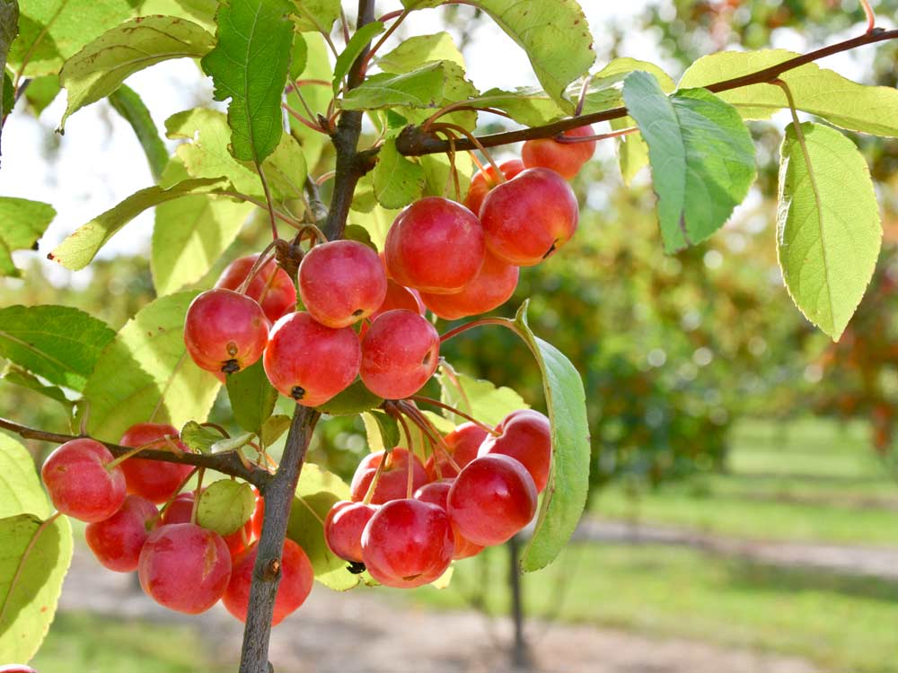 Zierapfel 'Red Sentinel' • Malus 'Red Sentinel'