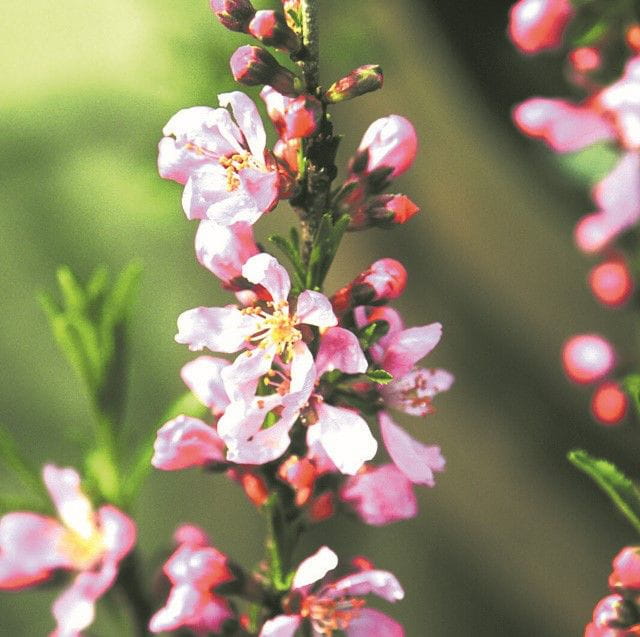 Zwergmandel 'Fire Hill' • Prunus tenella 'Fire Hill'