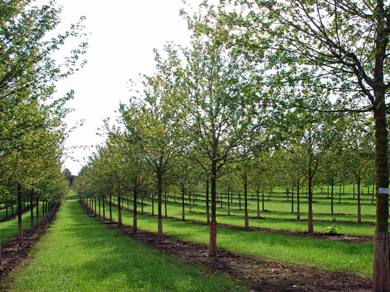 Feldahorn • Acer campestre