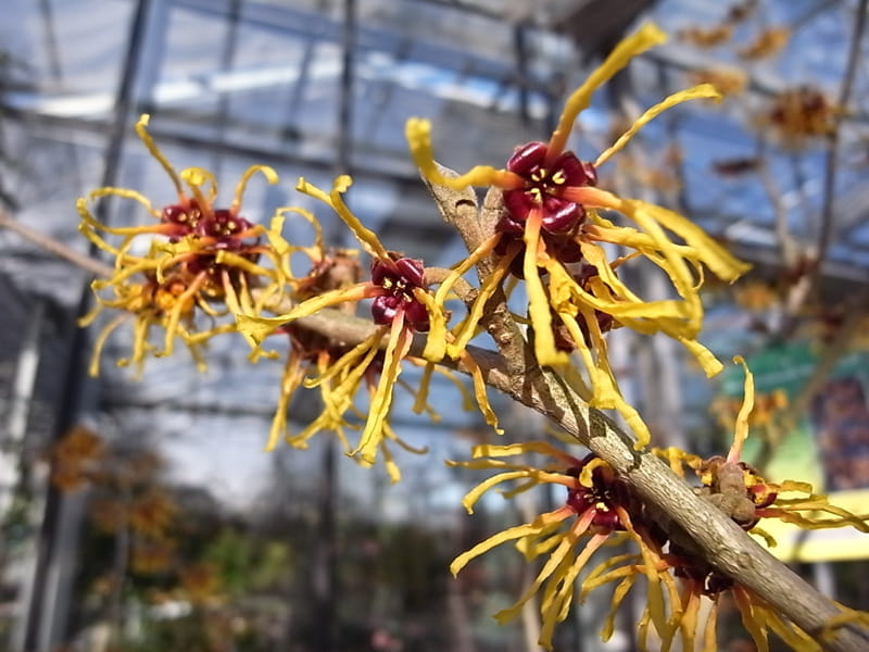 Zaubernuss 'Barmstedts Gold' • Hamamelis interm. 'Barmstedts Gold'