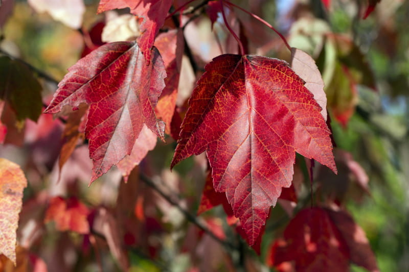 Rotahorn 'Red Sunset' • Acer rubrum 'Red Sunset'