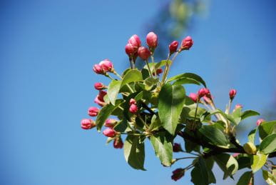 Zierapfel 'Striped Beauty' • Malus-Hybride 'Striped Beauty'