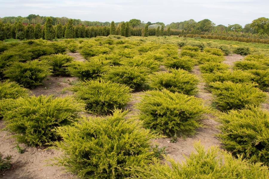 Gelber Pfitzerwacholder 'Old Gold' • Juniperus media 'Old Gold'