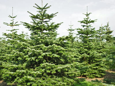 Nordmanntanne • Abies nordmanniana