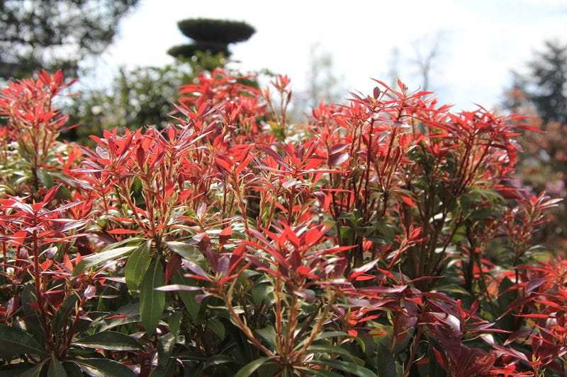 Schattenglöckchen 'Mountain Fire' • Pieris japonica 'Mountain Fire'