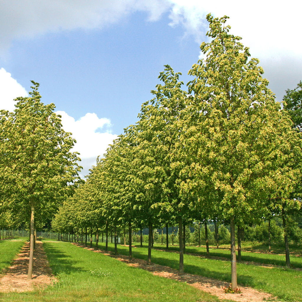 Amerikanische Stadtlinde 'Greenspire' • Tilia cordata 'Greenspire'