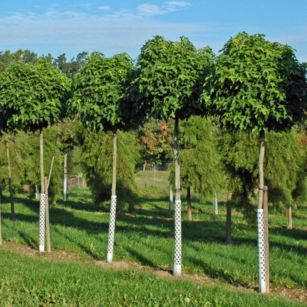 Kugel-Amberbaum 'Gum Ball' • Liquidambar styraciflua 'Gum Ball'