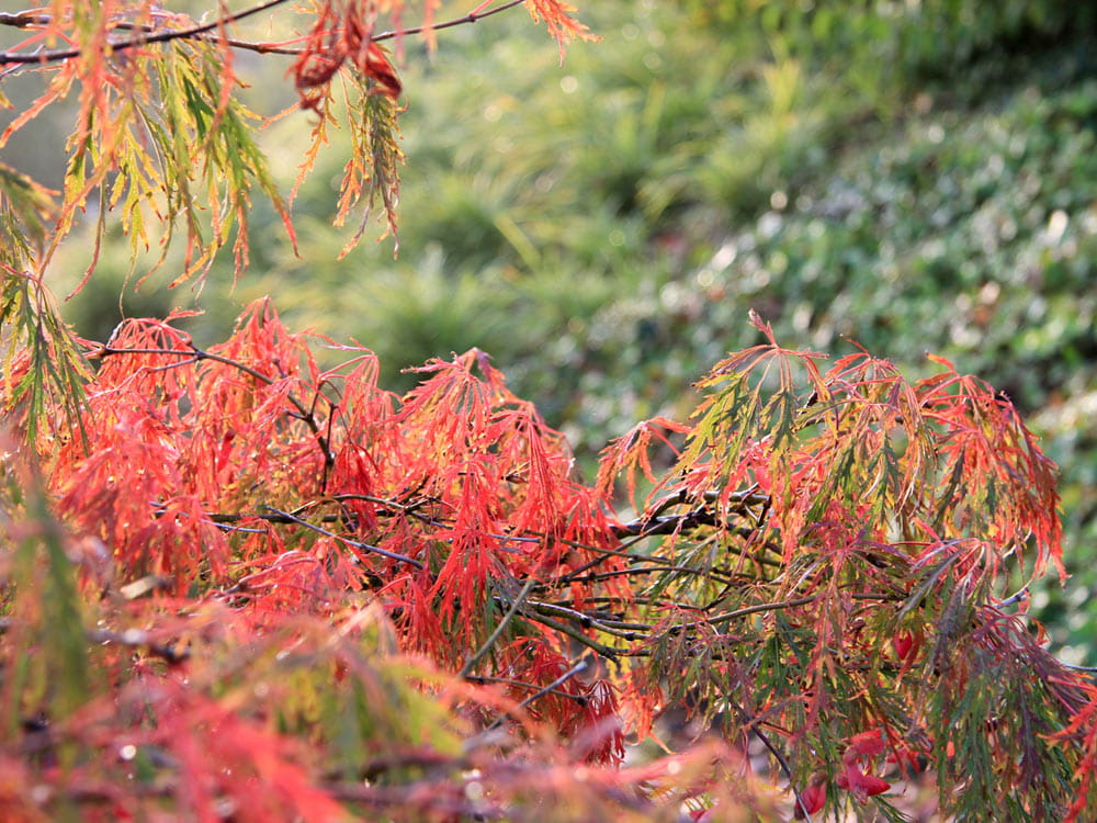 Grüner Schlitzahorn • Acer palmatum Dissectum