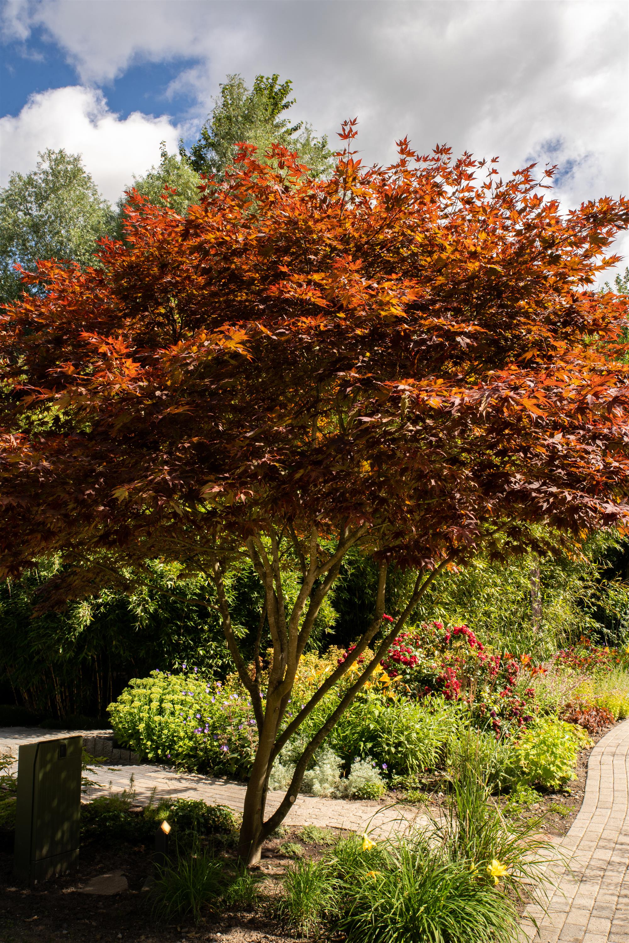 Fächerahorn • Acer palmatum