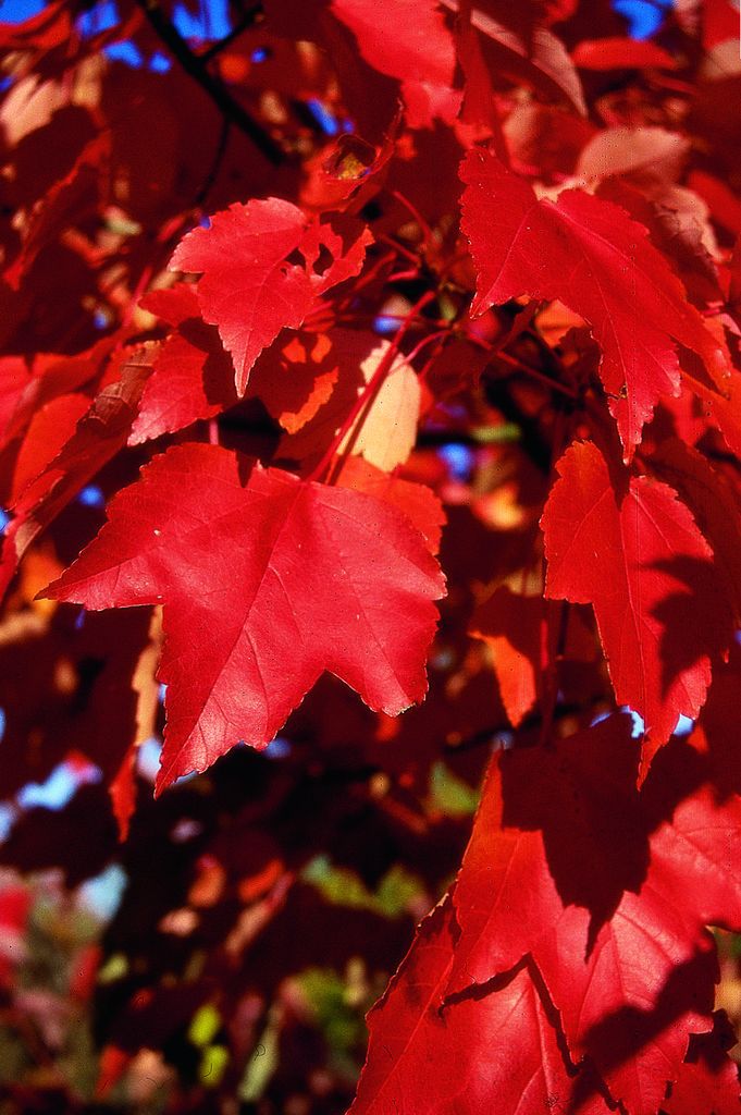 Rotahorn • Acer rubrum