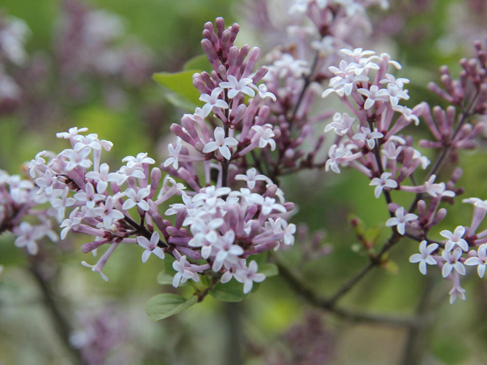 Zwergflieder Duft-Flieder 'Palibin' • Syringa meyeri 'Palibin'