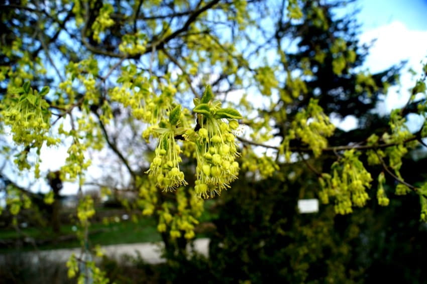 Französischer Ahorn • Acer monspessulanum
