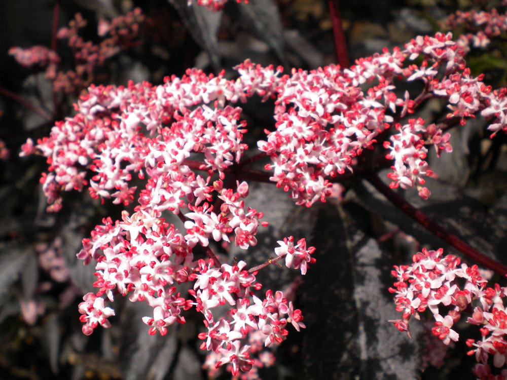 Fliederbeere 'Black Beauty' • Sambucus nigra 'Black Beauty'