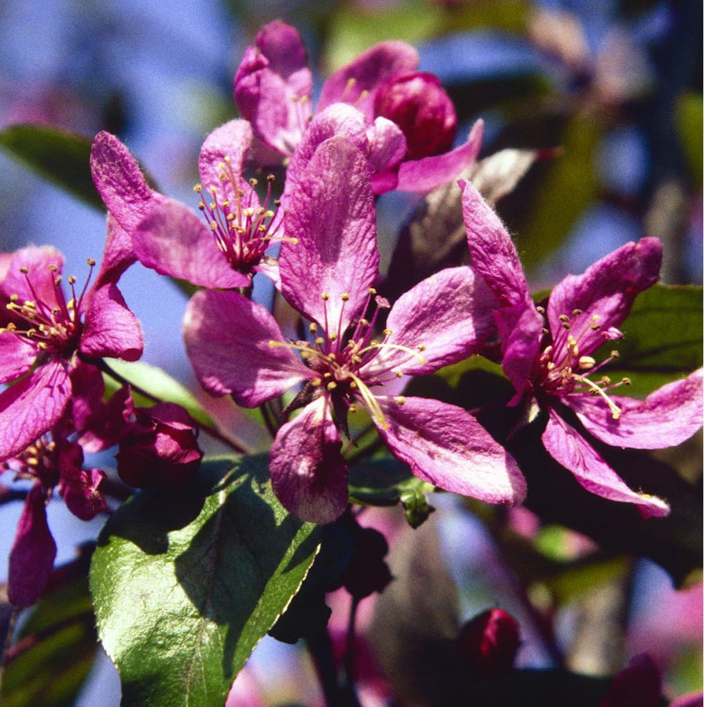 Zierapfel 'Profusion' • Malus 'Profusion'