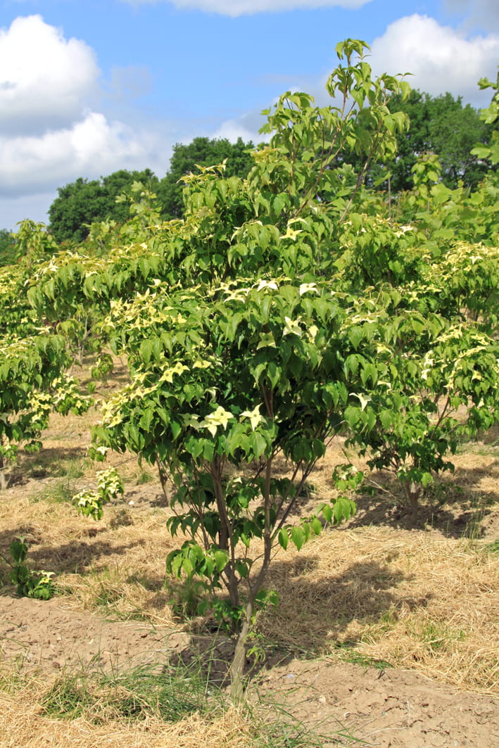 Japanischer Blumen-Hartriegel 'Venus' • Cornus kousa 'Venus'