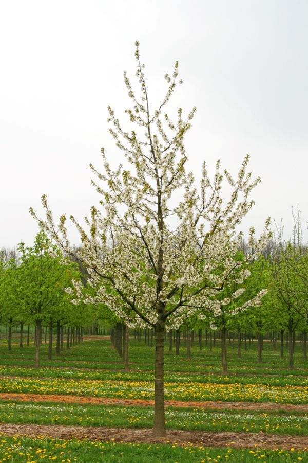 Süßkirsche 'Große Prinzessinkirsche' • Prunus avium 'Große Prinzessinkirsche'