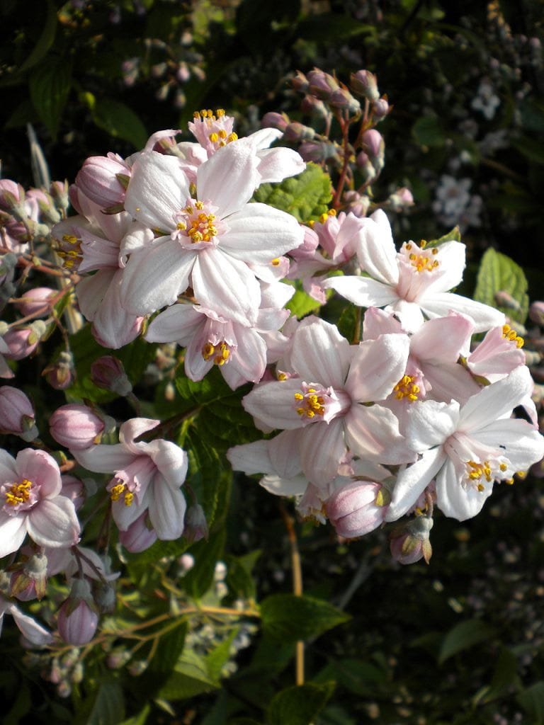 Rosen-Deutzie 'Mont Rose' • Deutzia hybrida 'Mont Rose'