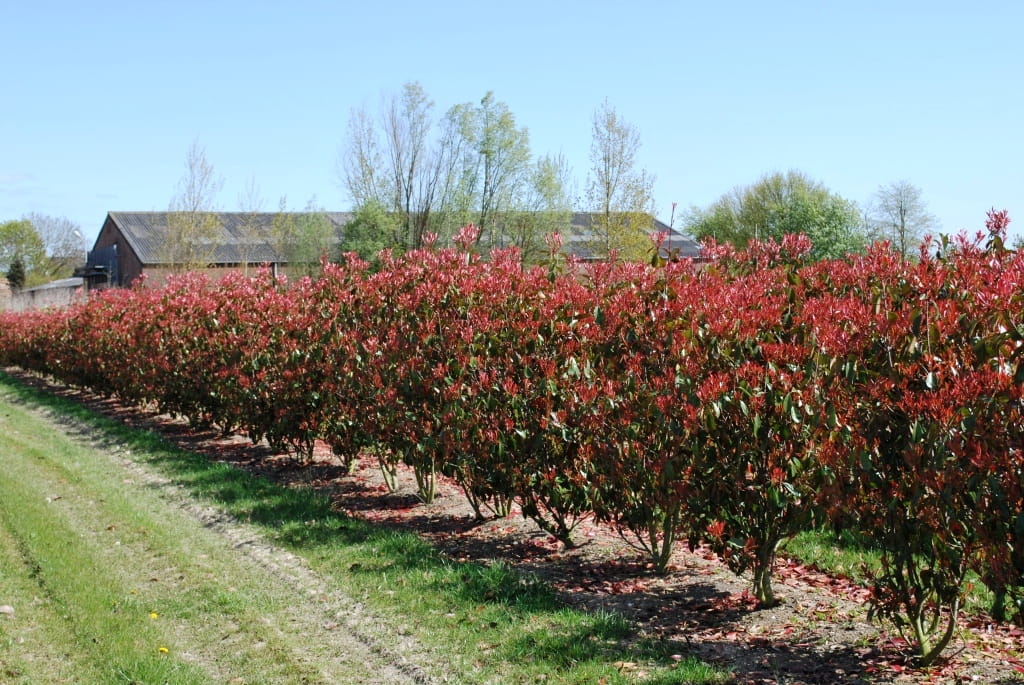 Glanzmispel 'Red Robin' • Photinia fraseri 'Red Robin'